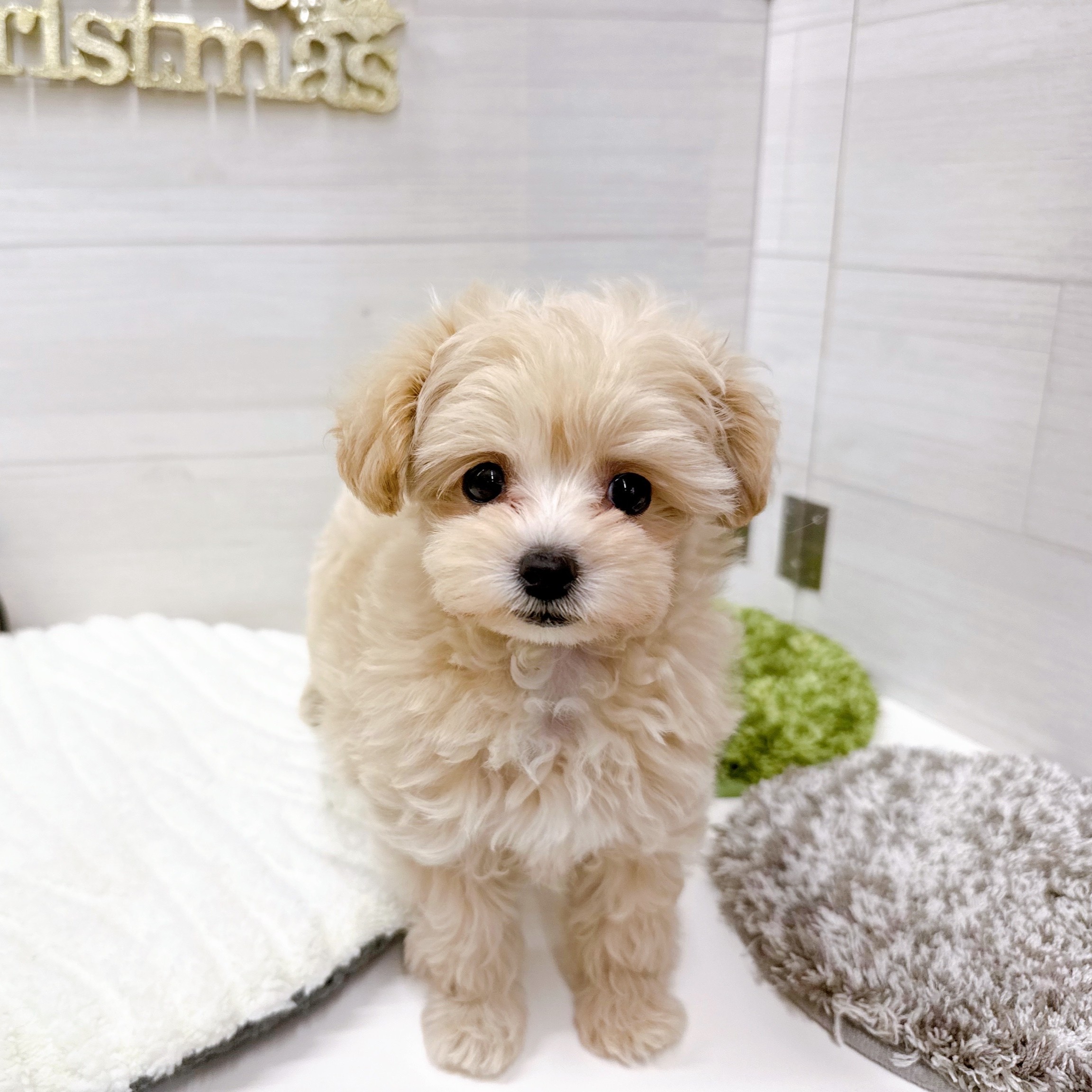 石川県のマルプー(マルチーズ×プードル) (犬の家＆猫の里アミーゴ金沢おこばた店/2025年9月28日生まれ/女の子/クリーム)の子犬の2枚目の画像