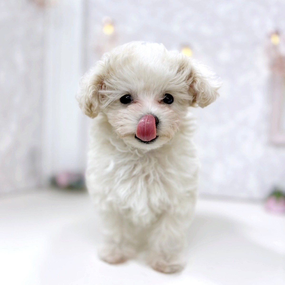 富山県のマルプー(マルチーズ×プードル) (犬の家＆猫の里アミーゴ高岡蓮花寺店/2025年9月28日生まれ/女の子/クリームホワイト)の子犬の2枚目の画像