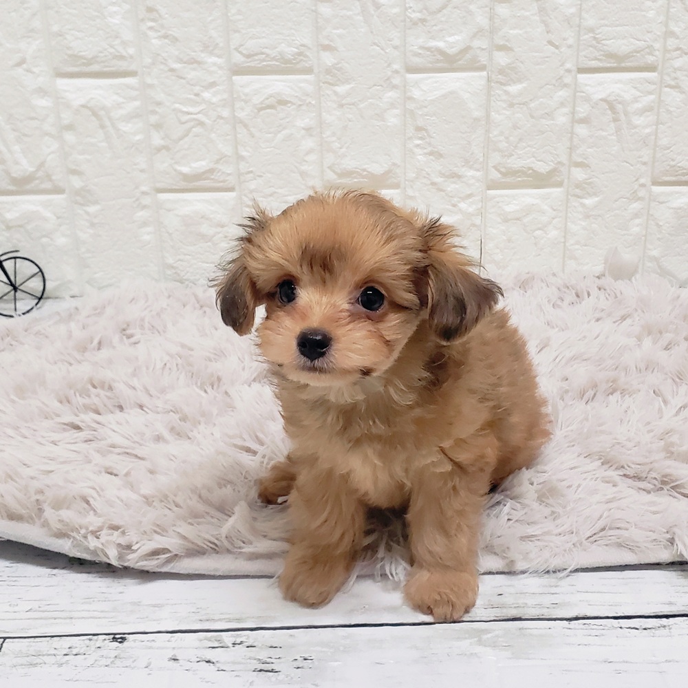 岡山県のチワプー/プーチー(チワワ×プードル) (犬の家＆猫の里岡山店/2025年9月28日生まれ/女の子/レッド)の子犬の2枚目の画像