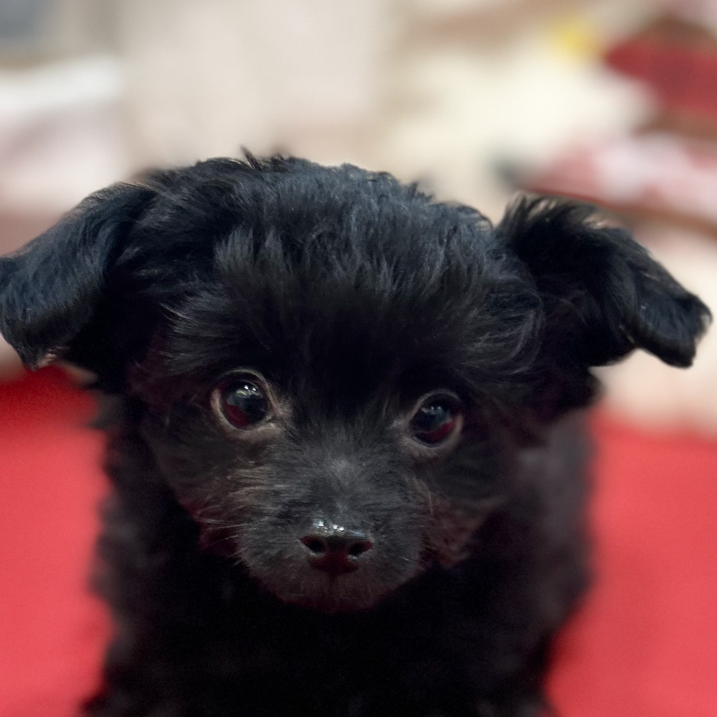 岡山県のチワプー/プーチー(チワワ×プードル) (犬の家＆猫の里倉敷店/2025年9月28日生まれ/男の子/ブラック)の子犬の2枚目の画像
