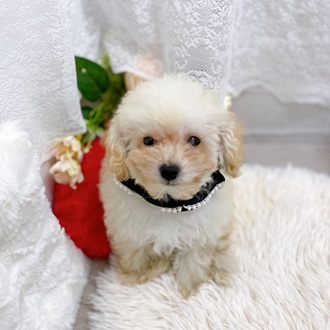 滋賀県のマルプー(マルチーズ×プードル) (犬の家＆猫の里長浜店/2025年9月27日生まれ/男の子/クリーム)の子犬の2枚目の画像