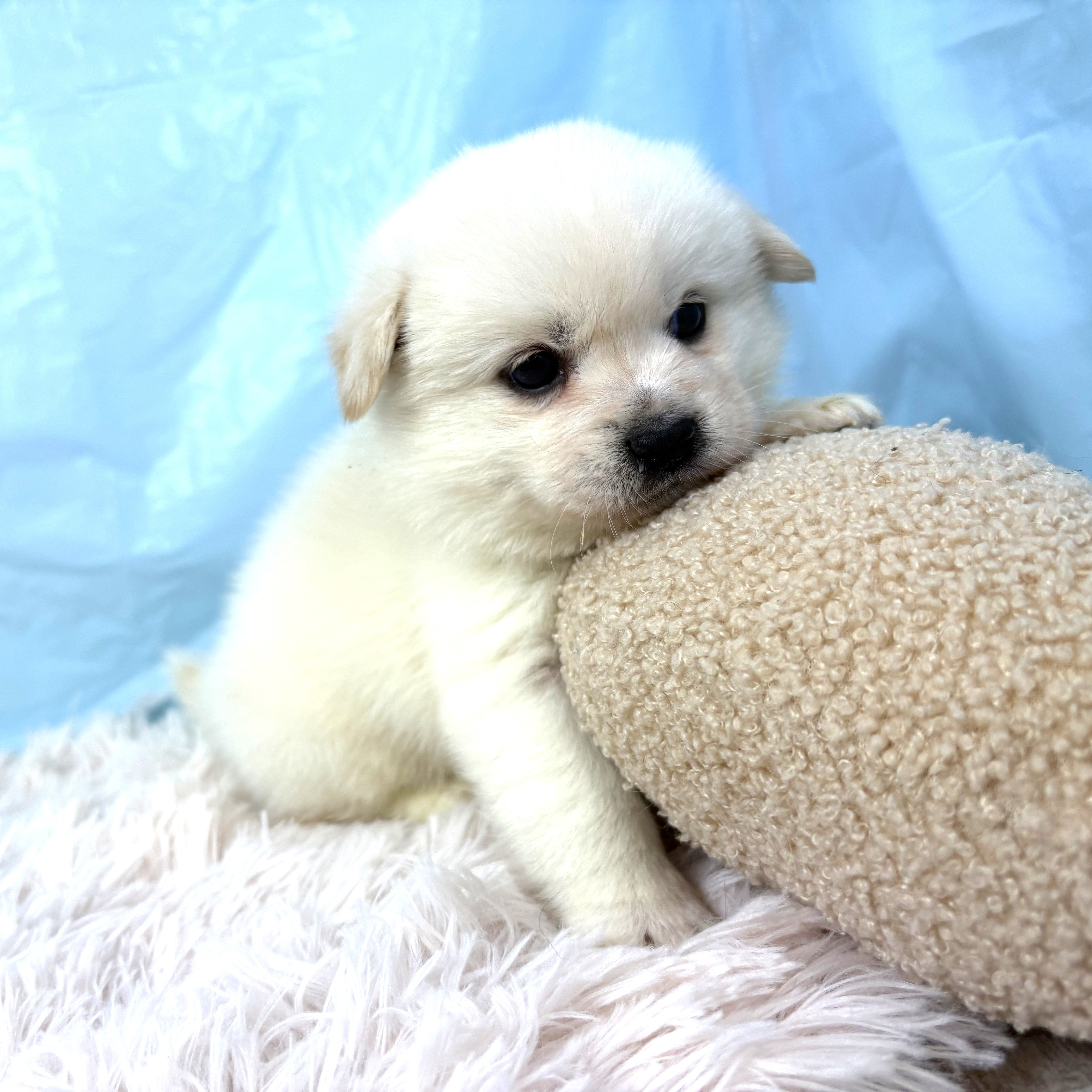 兵庫県のハーフ犬・ミックス犬 (犬の家＆猫の里川西店/2025年9月26日生まれ/男の子/白)の子犬の2枚目の画像