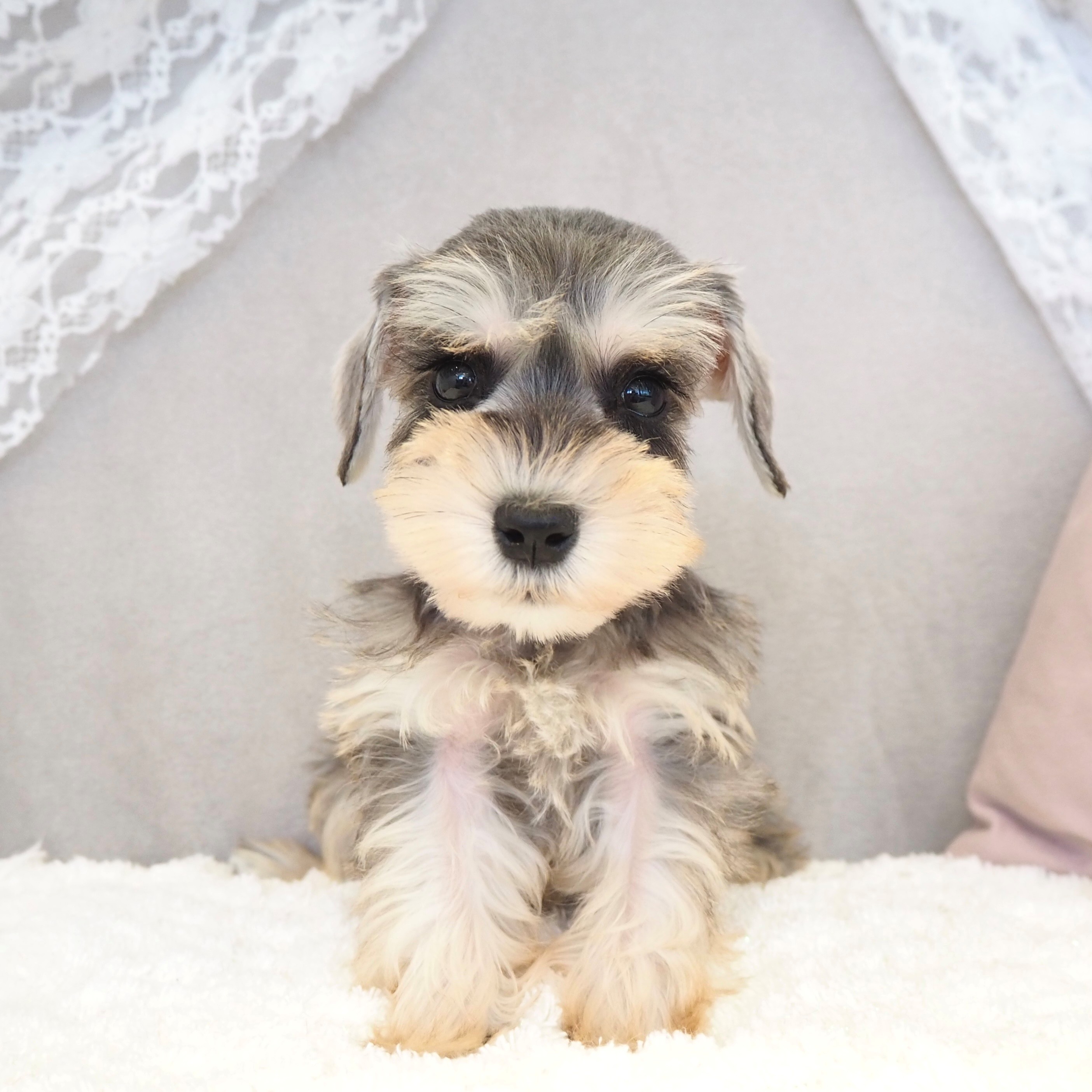 大阪府のミニチュアシュナウザー (犬の家＆猫の里もりのみやキューズモールBASE店/2025年9月26日生まれ/女の子/ソルトペッパー)の子犬の2枚目の画像