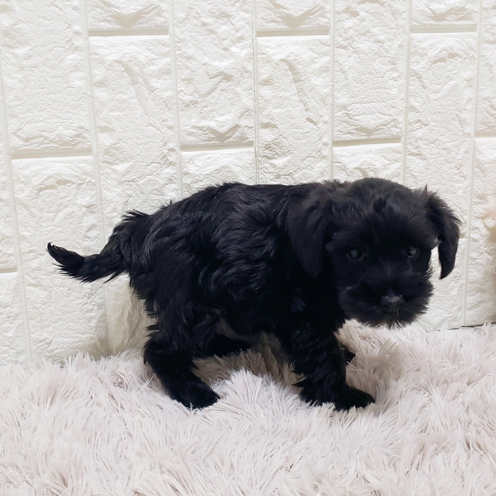 岡山県のミニチュアシュナウザー (犬の家＆猫の里岡山店/2025年9月25日生まれ/女の子/ブラック)の子犬の2枚目の画像