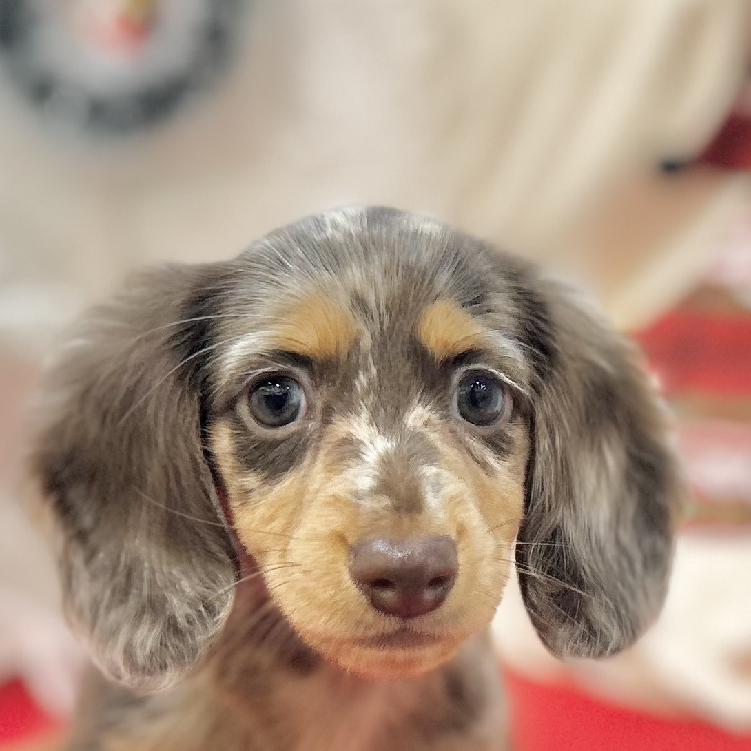 ミニチュアダックス女の子の写真