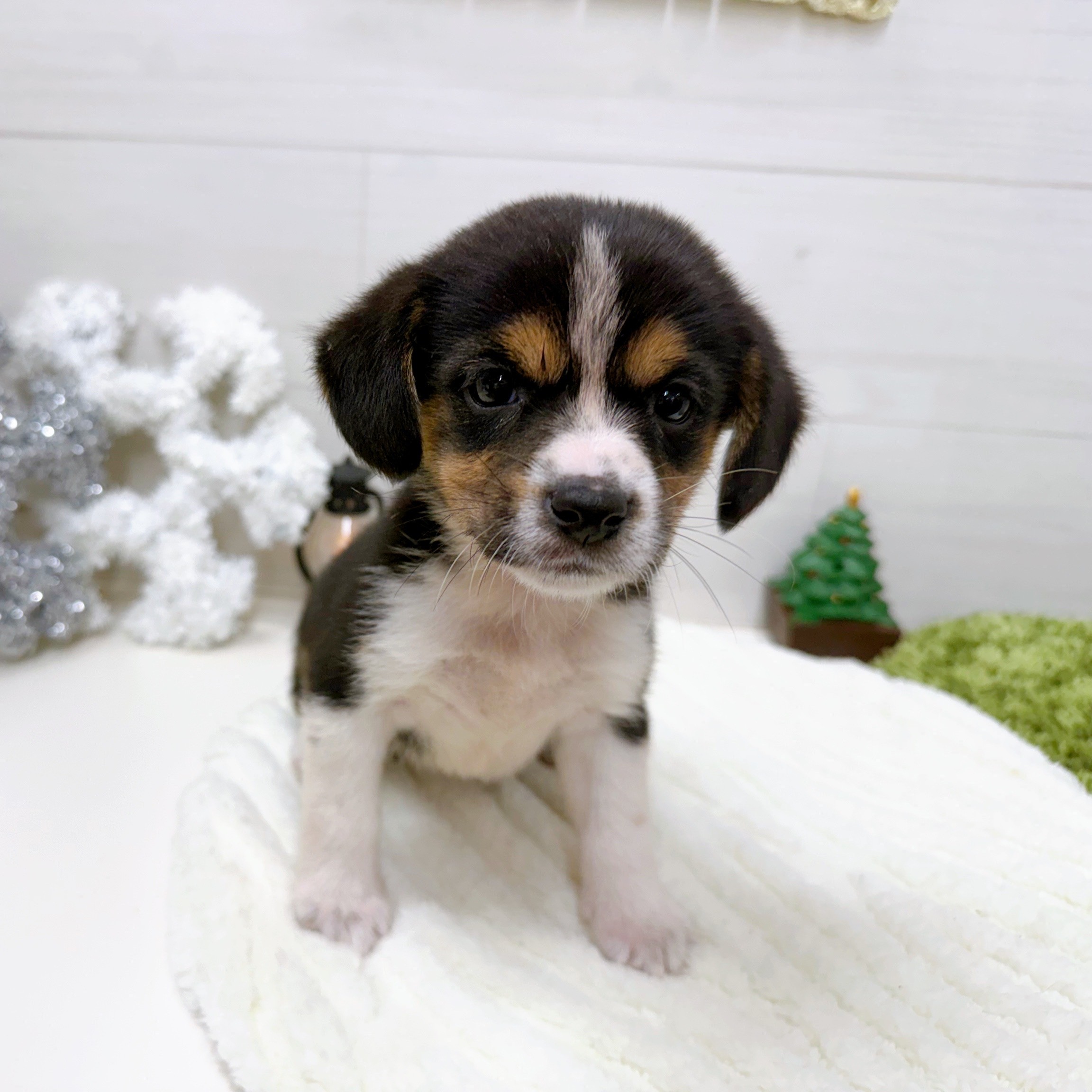 石川県の柴ビー(柴×ビーグル) (犬の家＆猫の里アミーゴ金沢おこばた店/2025年9月26日生まれ/女の子/ハウンドカラー)の子犬の2枚目の画像