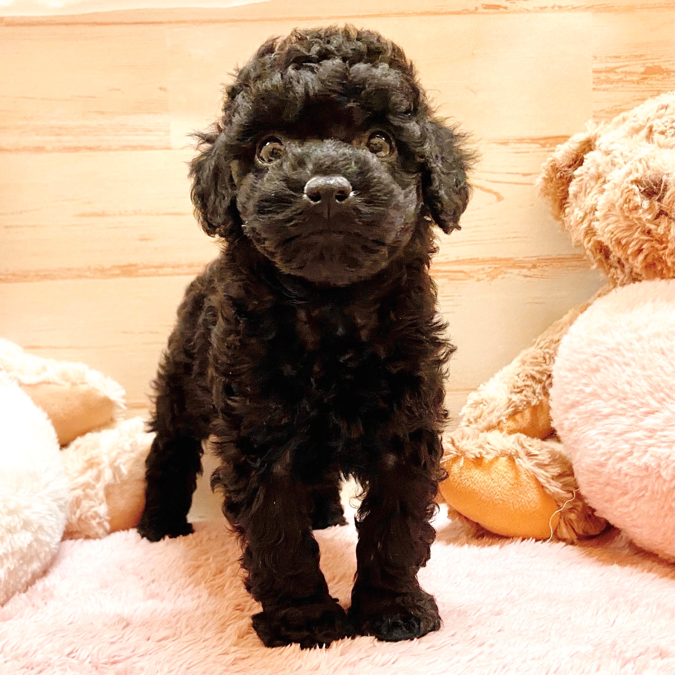 兵庫県のトイプードル(トイ) (犬の家＆猫の里神戸店/2025年9月28日生まれ/女の子/ブラック)の子犬の1枚目の画像