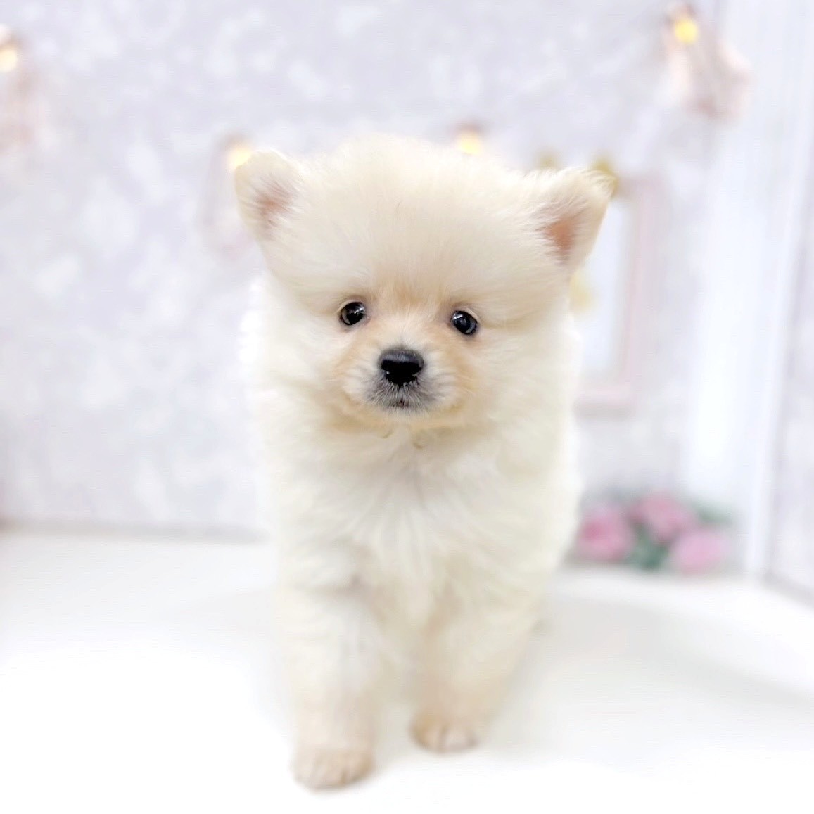 ポメラニアン男の子の写真