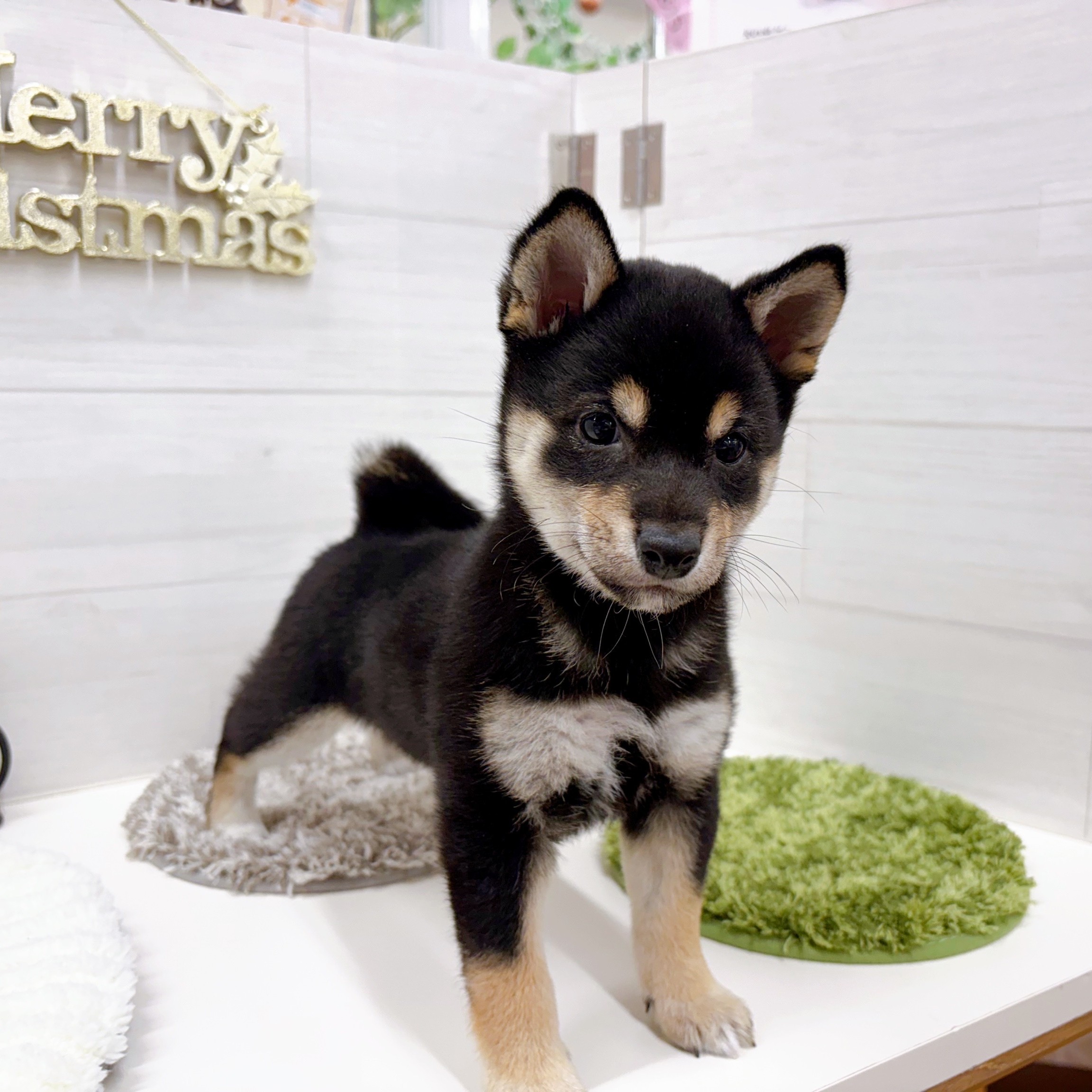 石川県の豆柴 (犬の家＆猫の里アミーゴ金沢おこばた店/2025年9月28日生まれ/女の子/黒)の子犬の2枚目の画像