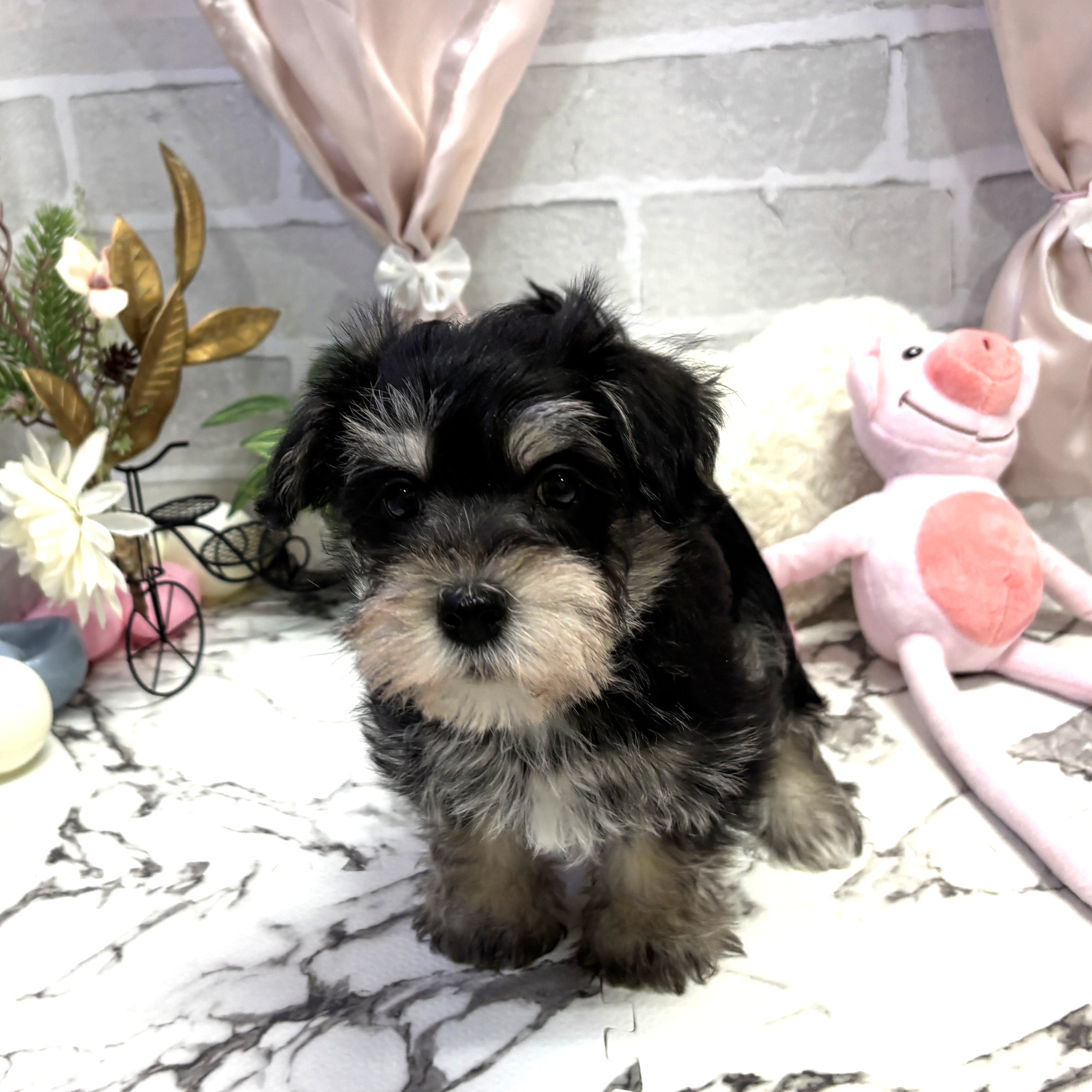 愛知県のシュナマル/マルシュナ(シュナウザー×マルチーズ) (犬の家＆猫の里岡崎店/2025年9月27日生まれ/男の子/ブラックシルバー)の子犬の2枚目の画像