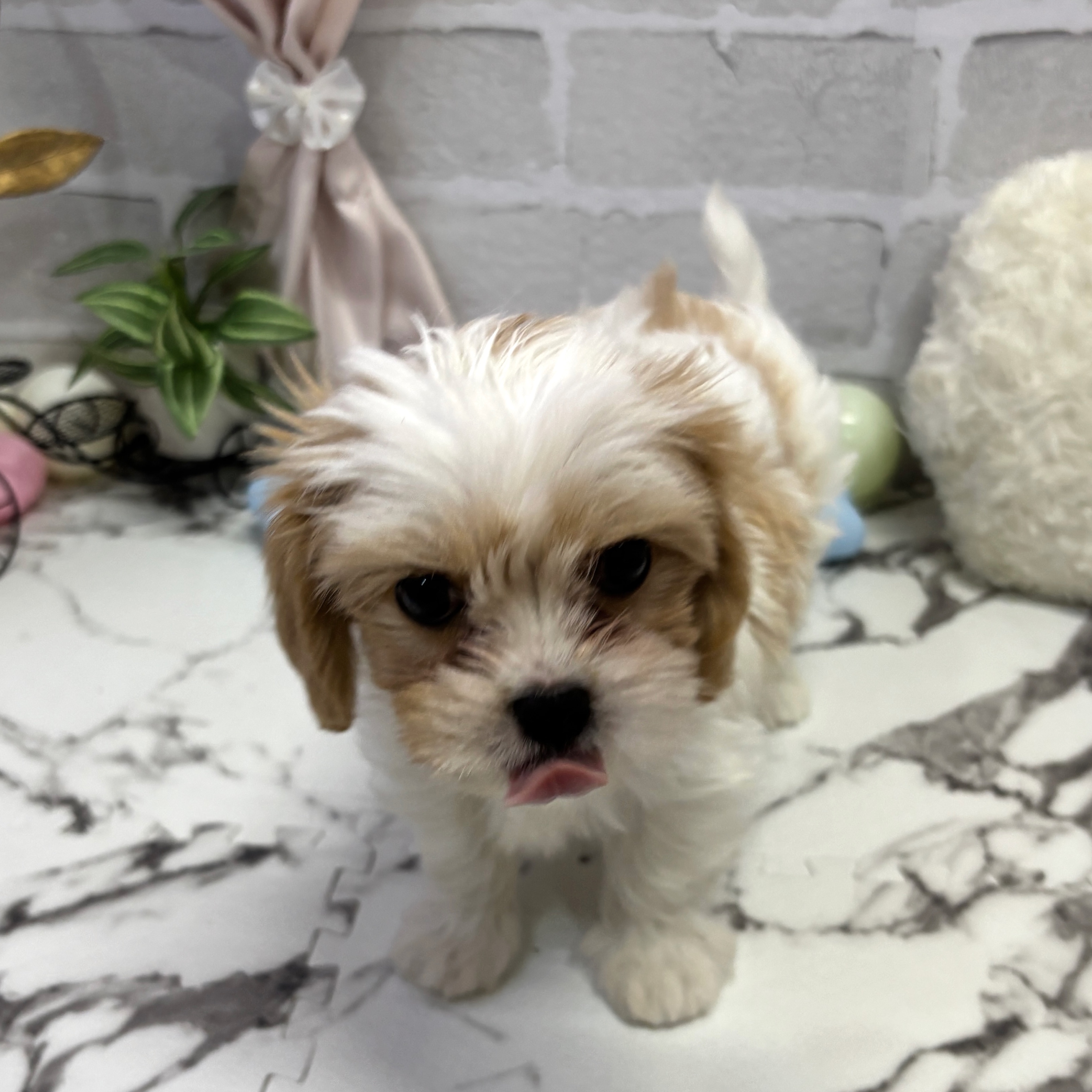 愛知県のマルキャバ/キャバチーズ(マルチーズ×キャバリア) (犬の家＆猫の里岡崎店/2025年9月24日生まれ/女の子/ホワイトクリーム)の子犬の2枚目の画像