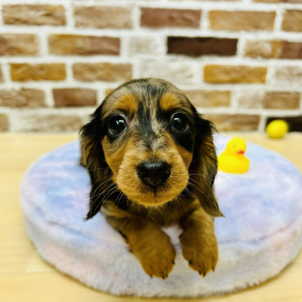 愛知県のミニチュアダックスフンド(ロング) (犬の家＆猫の里七宝店/2025年9月27日生まれ/男の子/シルバーダップル)の子犬