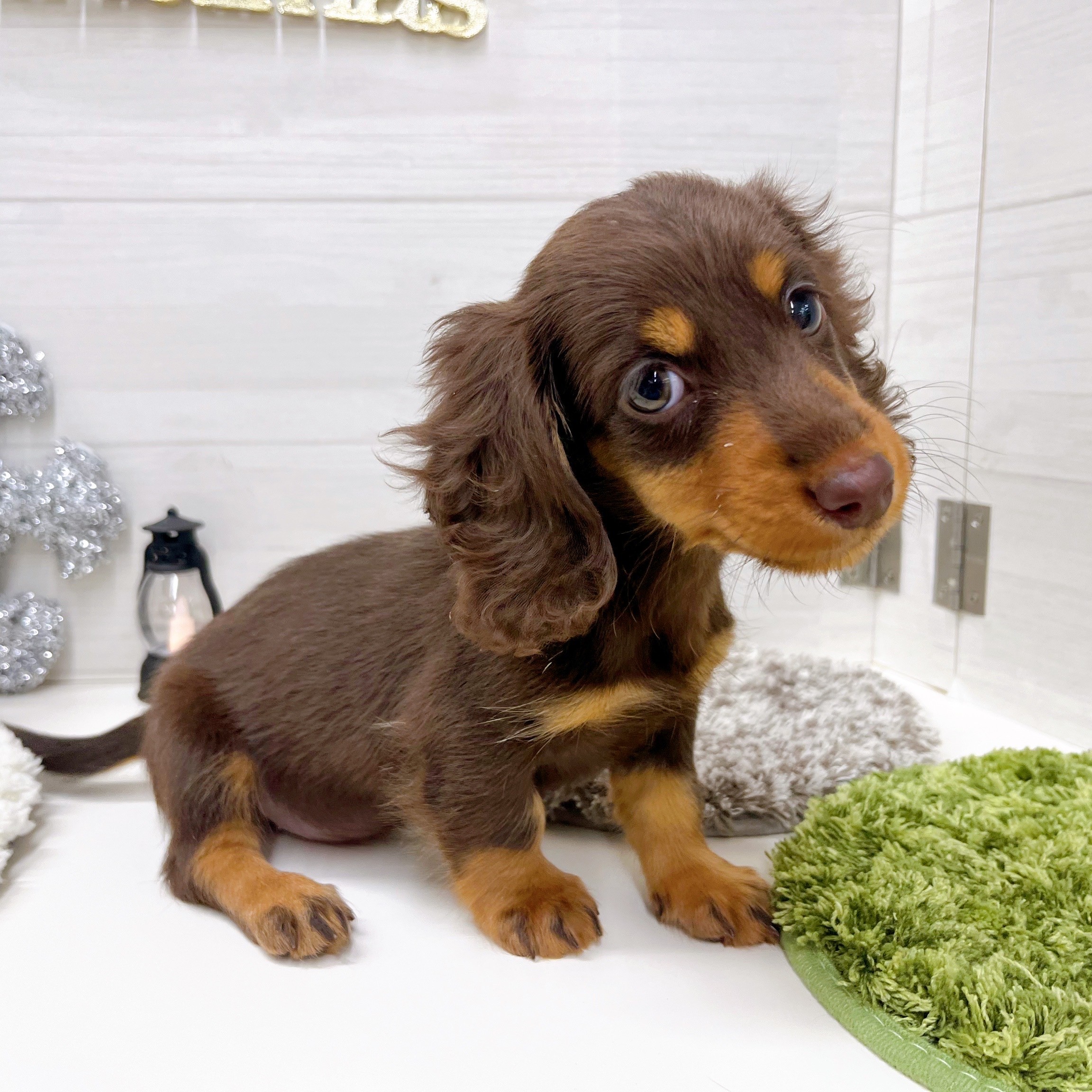 石川県のミニチュアダックスフンド(ロング) (犬の家＆猫の里アミーゴ金沢おこばた店/2025年9月26日生まれ/女の子/チョコレートタン)の子犬の2枚目の画像