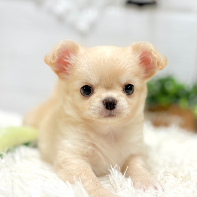 愛知県のチワワ(ロング) (犬の家＆猫の里豊田店/2025年9月27日生まれ/女の子/クリームホワイト)の子犬