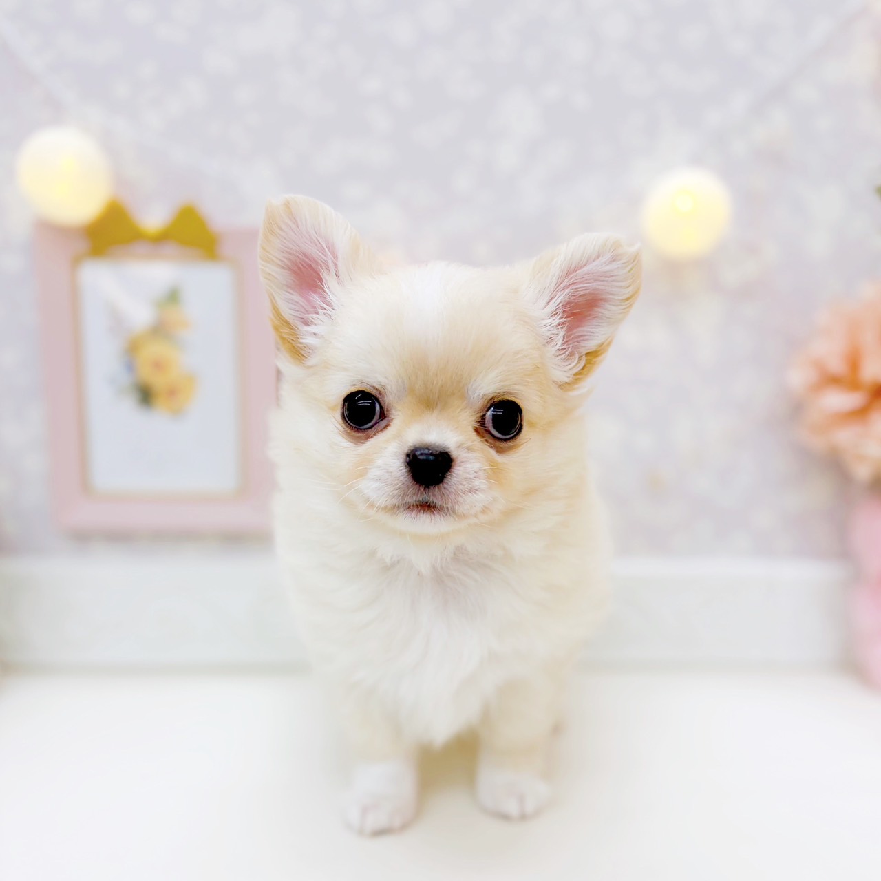 富山県のチワワ(ロング) (犬の家＆猫の里富山店/2025年9月27日生まれ/男の子/クリームホワイト)の子犬