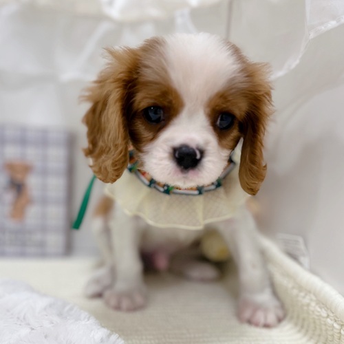 岐阜県のキャバリアキングチャールズスパニエル (犬の家＆猫の里カラフルタウン岐阜店/2025年9月27日生まれ/男の子/ブレンハイム)の子犬の2枚目の画像