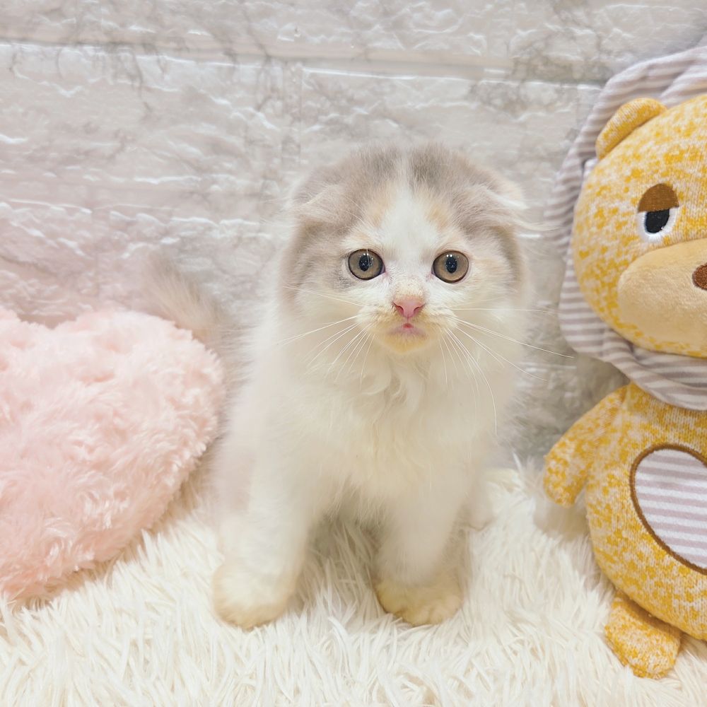 愛知県のスコティッシュフォールド (犬の家＆猫の里MiO香久山店/2025年9月21日生まれ/女の子/ブルーパッチドタビーホワイト)の子猫