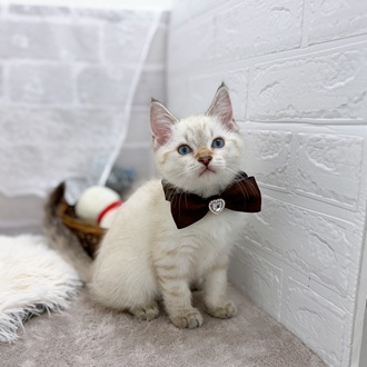 滋賀県のマンチカン (犬の家＆猫の里長浜店/2025年9月23日生まれ/男の子/ライラックリンクスポイント)の子猫の2枚目の画像