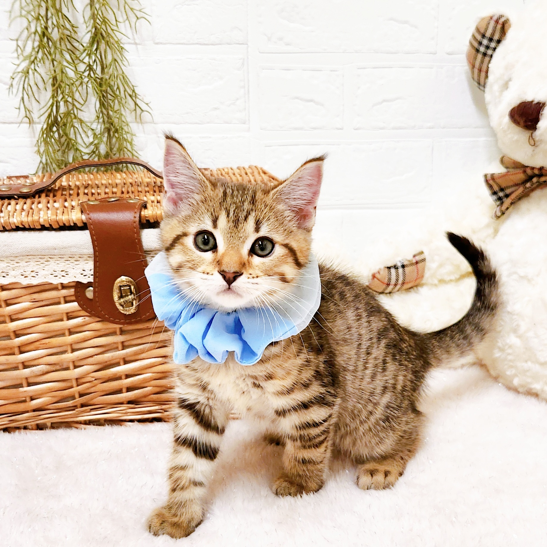 滋賀県のマンチカン (犬の家＆猫の里近江八幡店/2025年9月23日生まれ/男の子/ブラウンタビー)の子猫の1枚目の画像