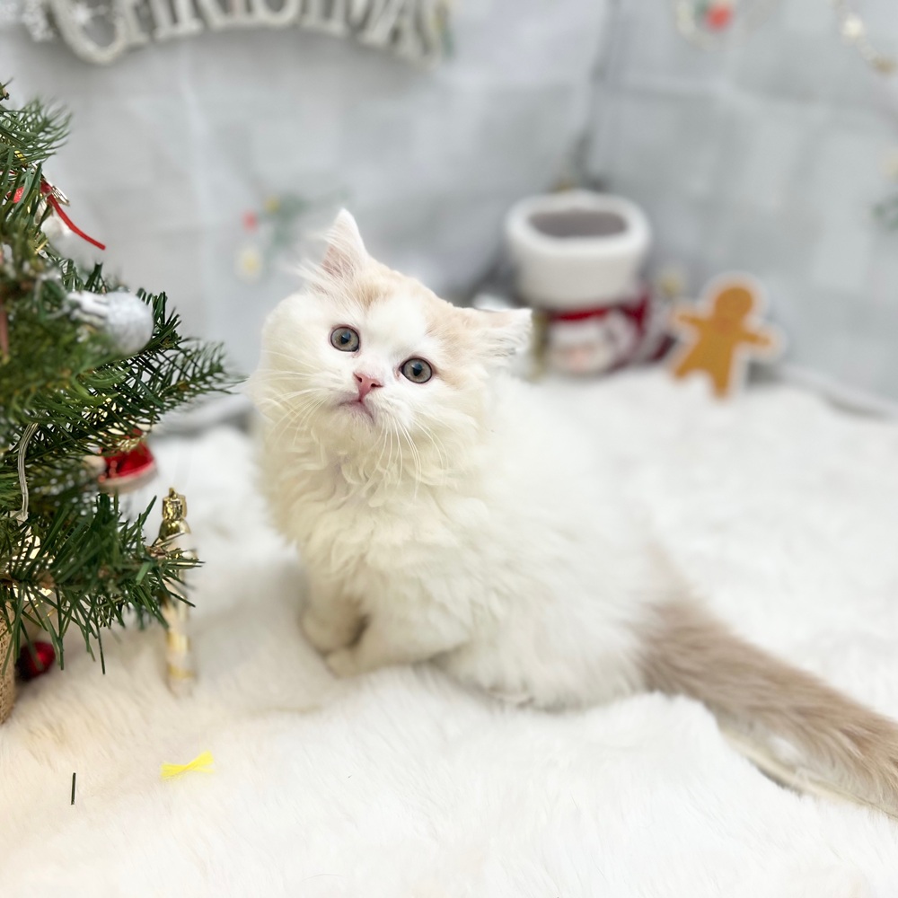 静岡県のスコティッシュフォールド (犬の家＆猫の里MEGAドン・キホーテ袋井店/2025年9月25日生まれ/男の子/クリームタビーホワイト)の子猫の1枚目の画像