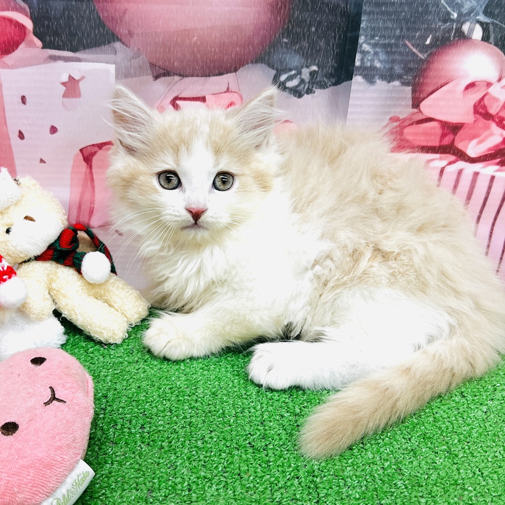 愛知県のスコティッシュフォールド (犬の家＆猫の里名古屋天白店/2025年9月25日生まれ/男の子/クリームタビーホワイト)の子猫