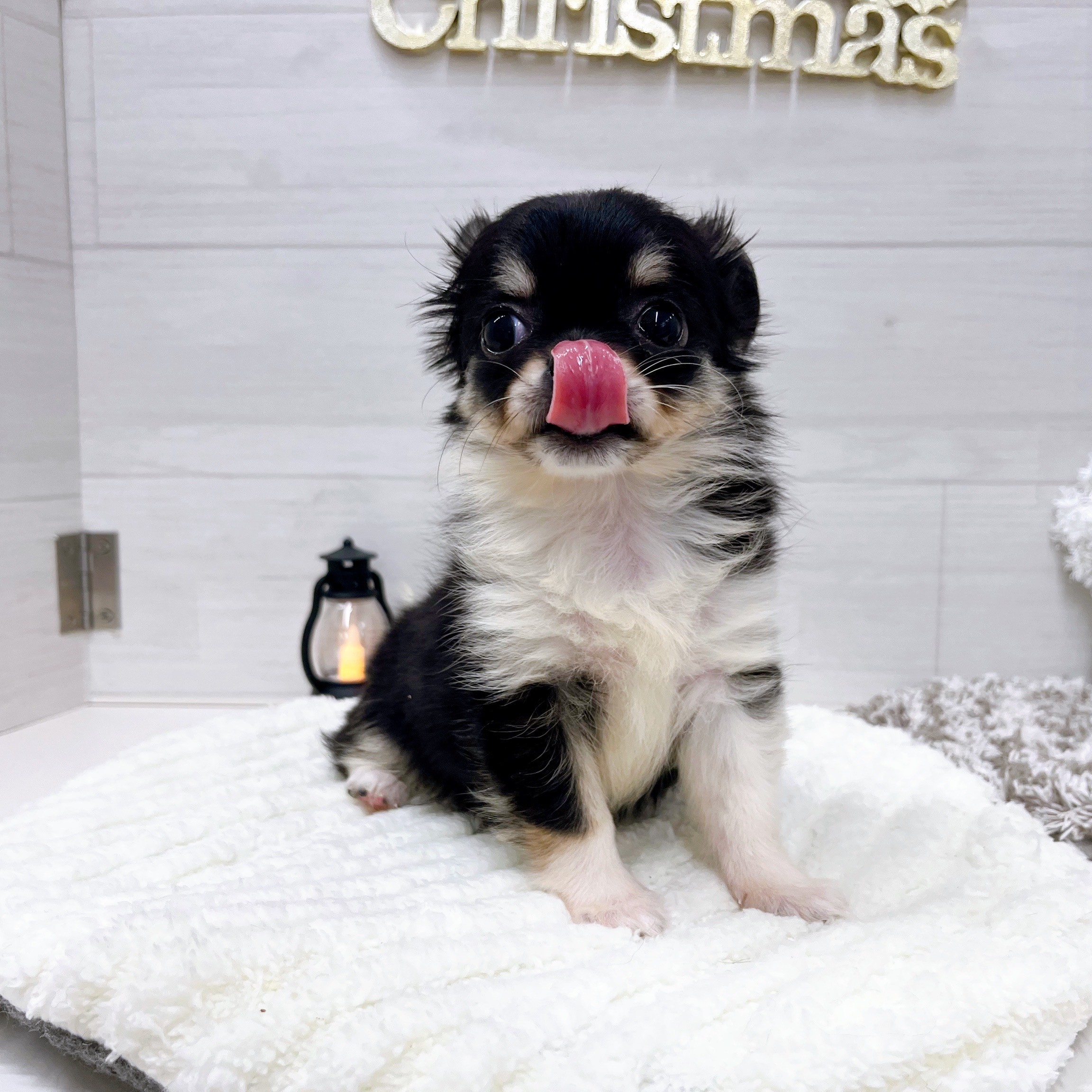 石川県のチワワ(ロング) (犬の家＆猫の里アミーゴ金沢おこばた店/2025年9月25日生まれ/女の子/ブラッククリームホワイト)の子犬の2枚目の画像