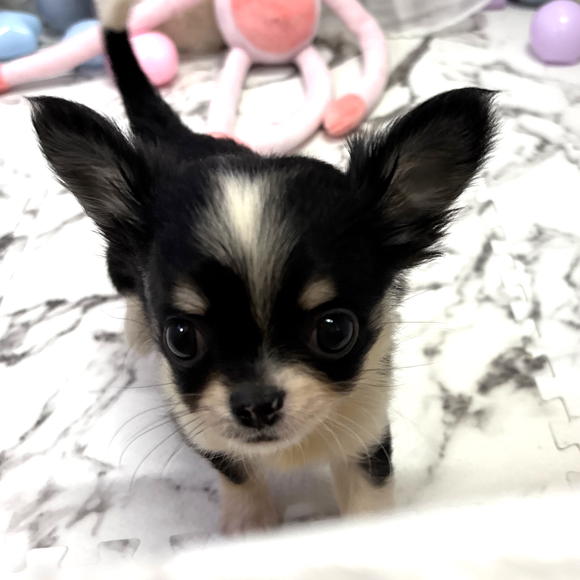 愛知県のチワワ(ロング) (犬の家＆猫の里岡崎店/2025年9月25日生まれ/女の子/ブラッククリームホワイト)の子犬の2枚目の画像