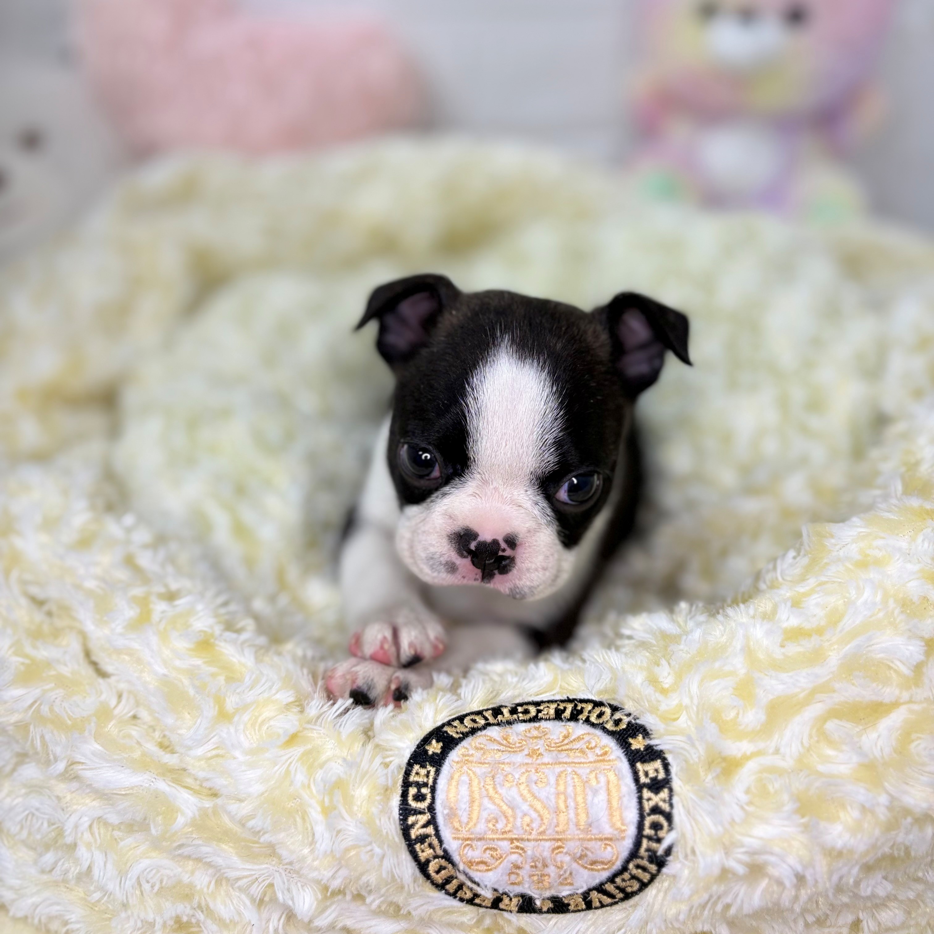 長野県のボストンテリア (犬の家＆猫の里長野店/2025年9月29日生まれ/男の子/ボストンカラー)の子犬の2枚目の画像