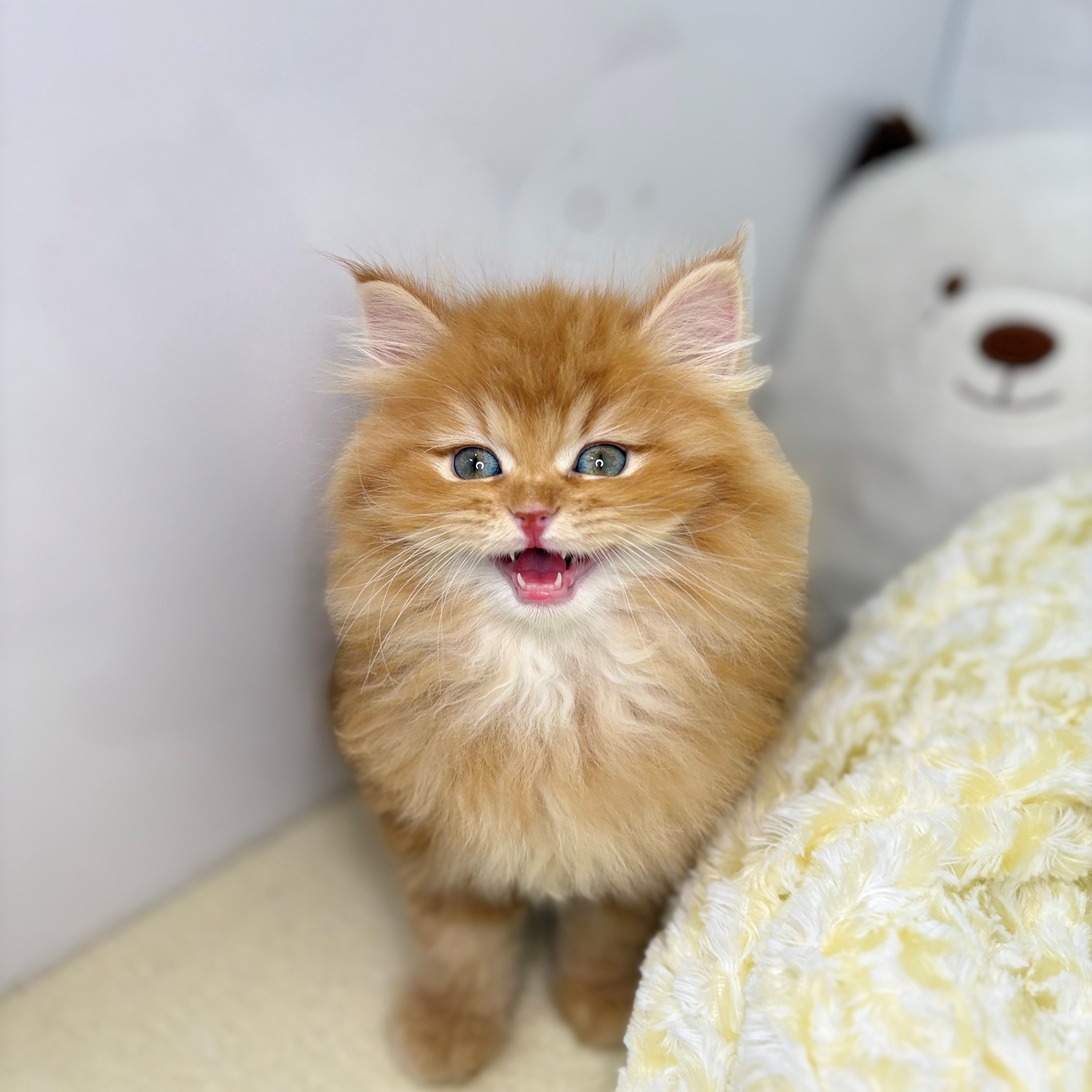 長野県のサイベリアン (犬の家＆猫の里長野店/2025年9月26日生まれ/男の子/レッドタビー)の子猫の2枚目の画像