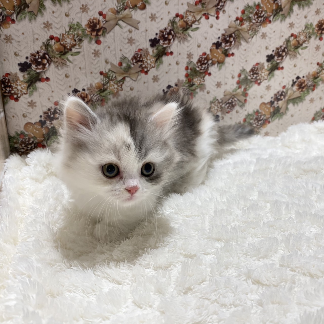 長野県のマンチカン (犬の家＆猫の里カインズ梓川店/2025年9月23日生まれ/女の子/シルバーパッチドタビーホワイト)の子猫