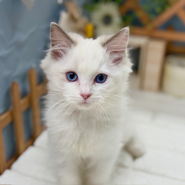 ラグドール男の子の写真