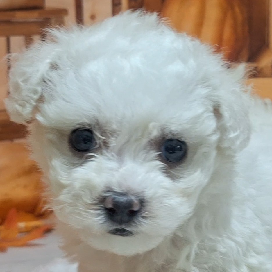 ビションフリーゼ女の子の写真