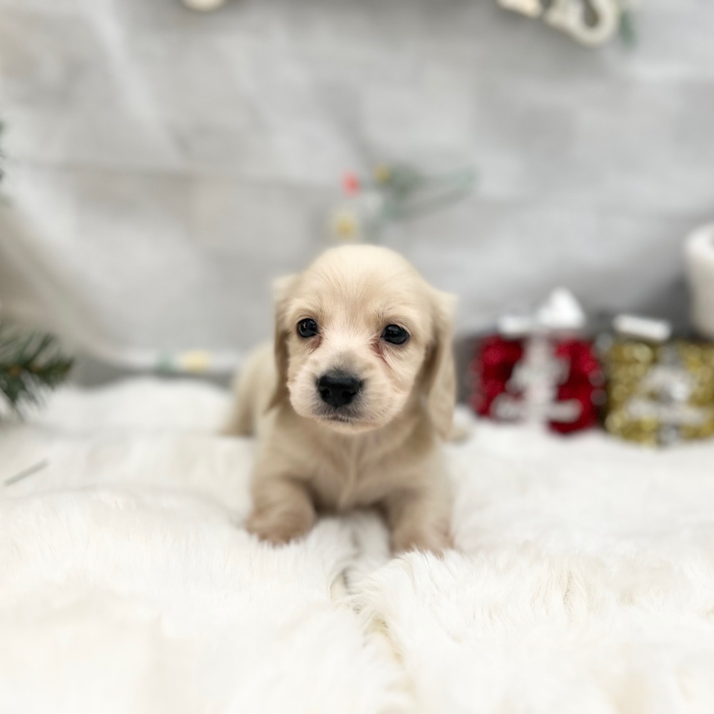 静岡県のミニチュアダックスフンド(ロング) (犬の家＆猫の里MEGAドン・キホーテ袋井店/2025年9月30日生まれ/男の子/イエロー)の子犬の2枚目の画像