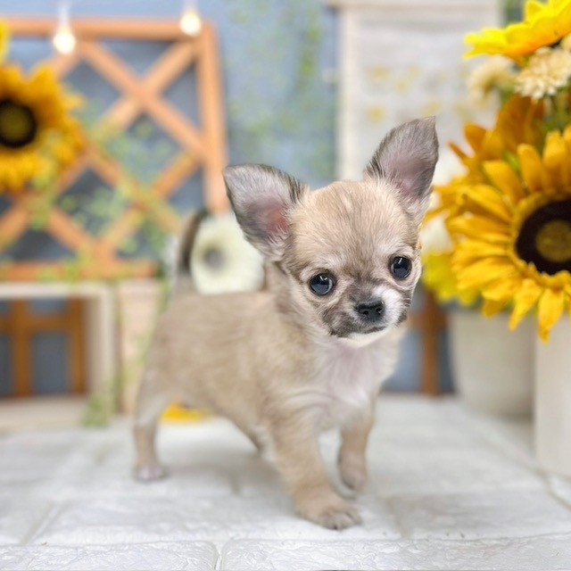 チワワ（ロング）女の子の写真
