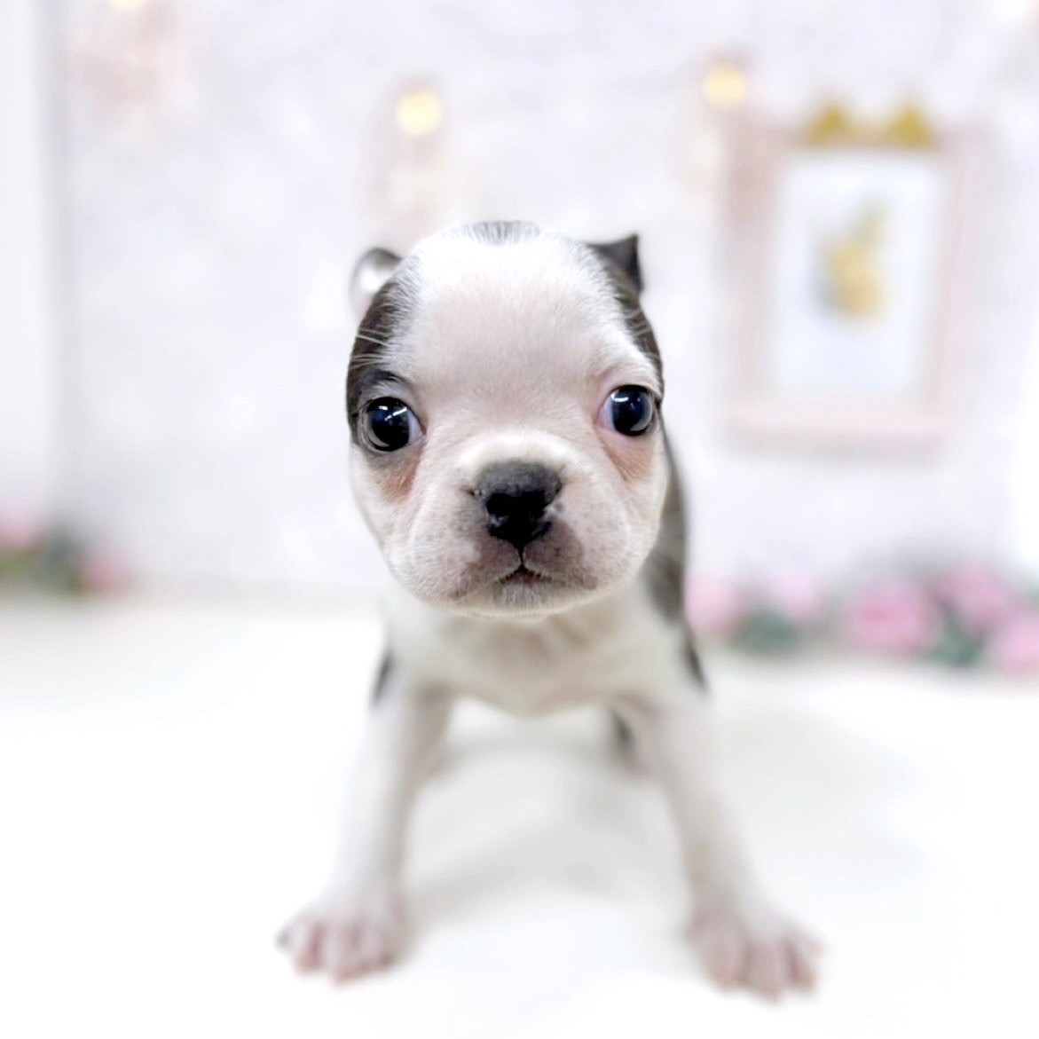 富山県のボストンテリア (犬の家＆猫の里アミーゴ高岡蓮花寺店/2025年9月28日生まれ/女の子/ボストンカラー)の子犬の1枚目の画像