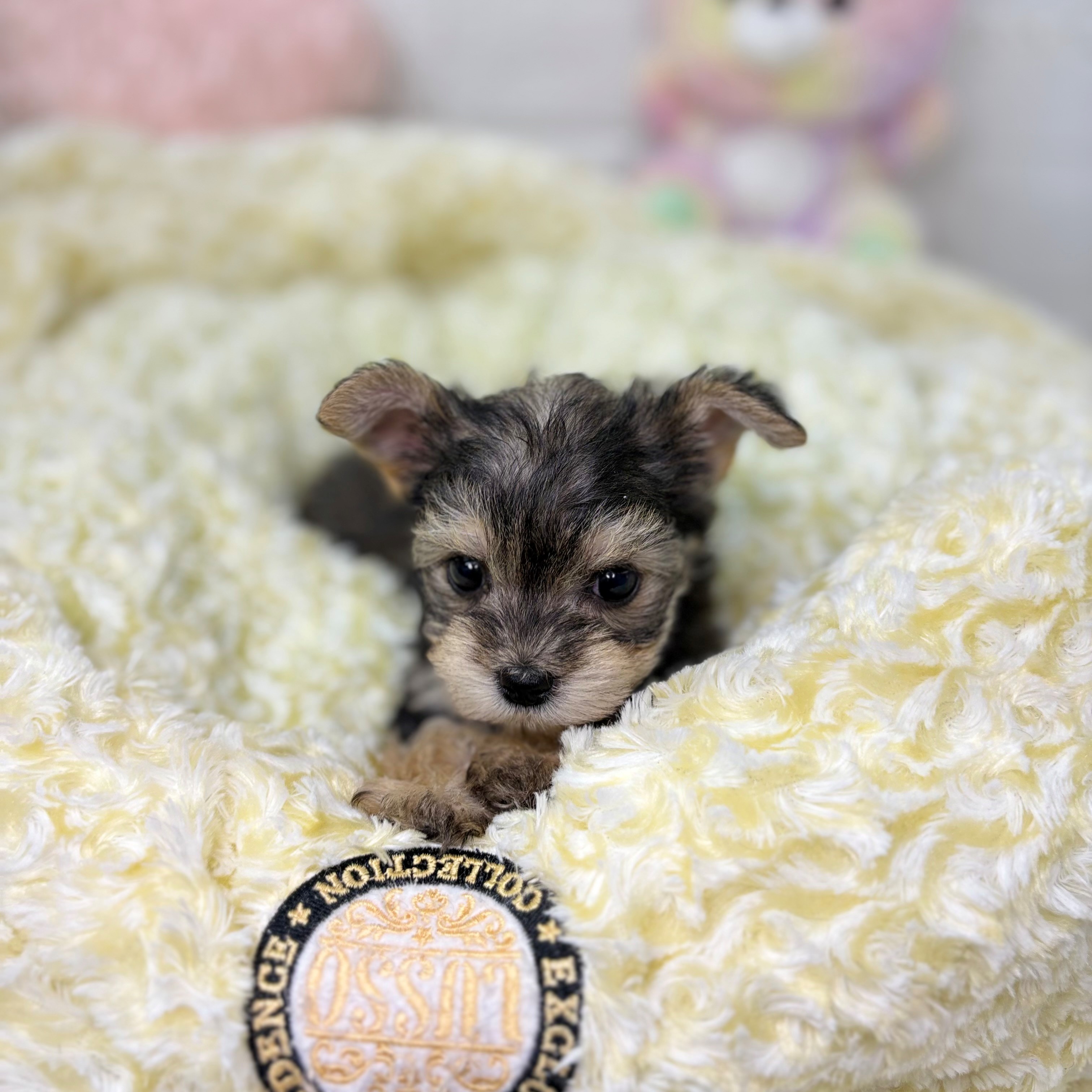 長野県のハーフ犬・ミックス犬 (犬の家＆猫の里長野店/2025年9月30日生まれ/女の子/スチールブルータン)の子犬の2枚目の画像