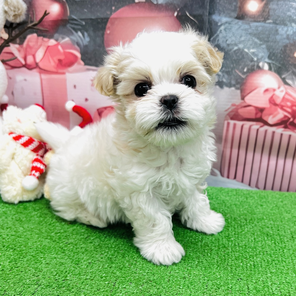 愛知県のマルズー/マルシーズ(マルチーズ×シーズー) (犬の家＆猫の里名古屋天白店/2025年9月29日生まれ/男の子/ホワイトクリーム)の子犬の1枚目の画像