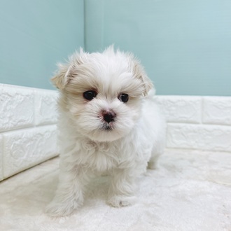 静岡県のマルズー/マルシーズ(マルチーズ×シーズー) (犬の家＆猫の里マークイズ静岡店/2025年9月29日生まれ/男の子/ホワイトクリーム)の子犬の2枚目の画像