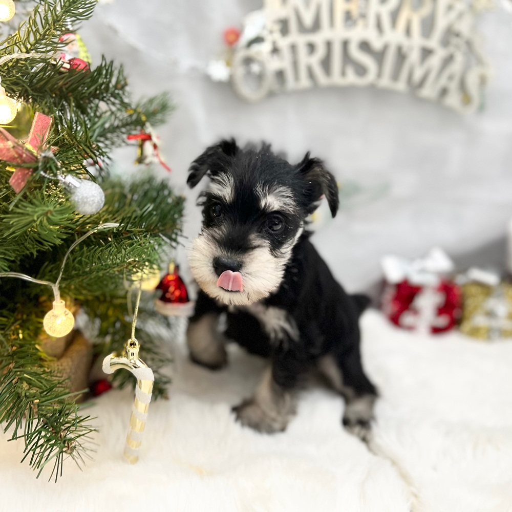 静岡県のミニチュアシュナウザー (犬の家＆猫の里MEGAドン・キホーテ袋井店/2025年9月29日生まれ/男の子/ブラックシルバー)の子犬の2枚目の画像