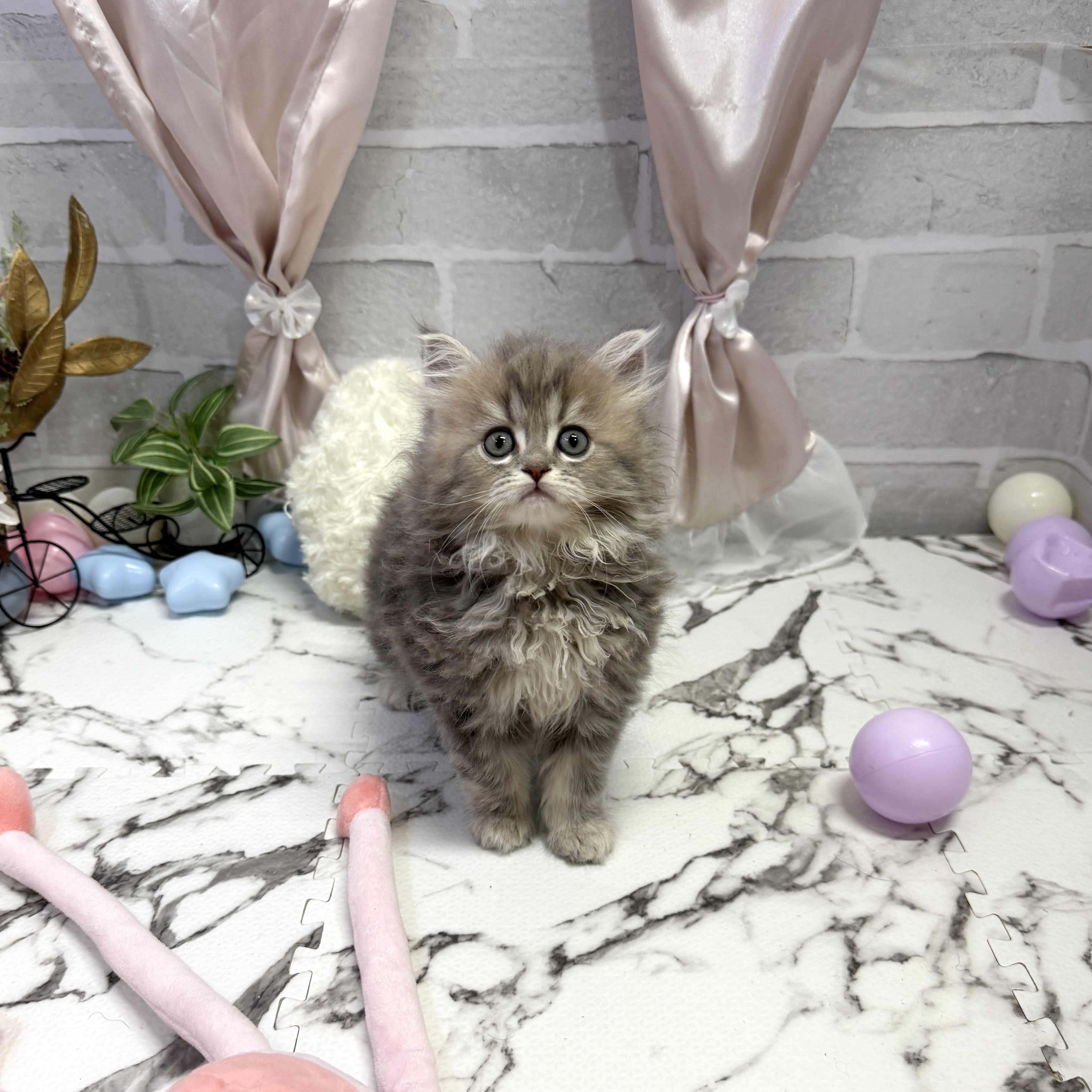 愛知県のミヌエット (犬の家＆猫の里岡崎店/2025年9月30日生まれ/女の子/ブルータビー)の子猫の2枚目の画像