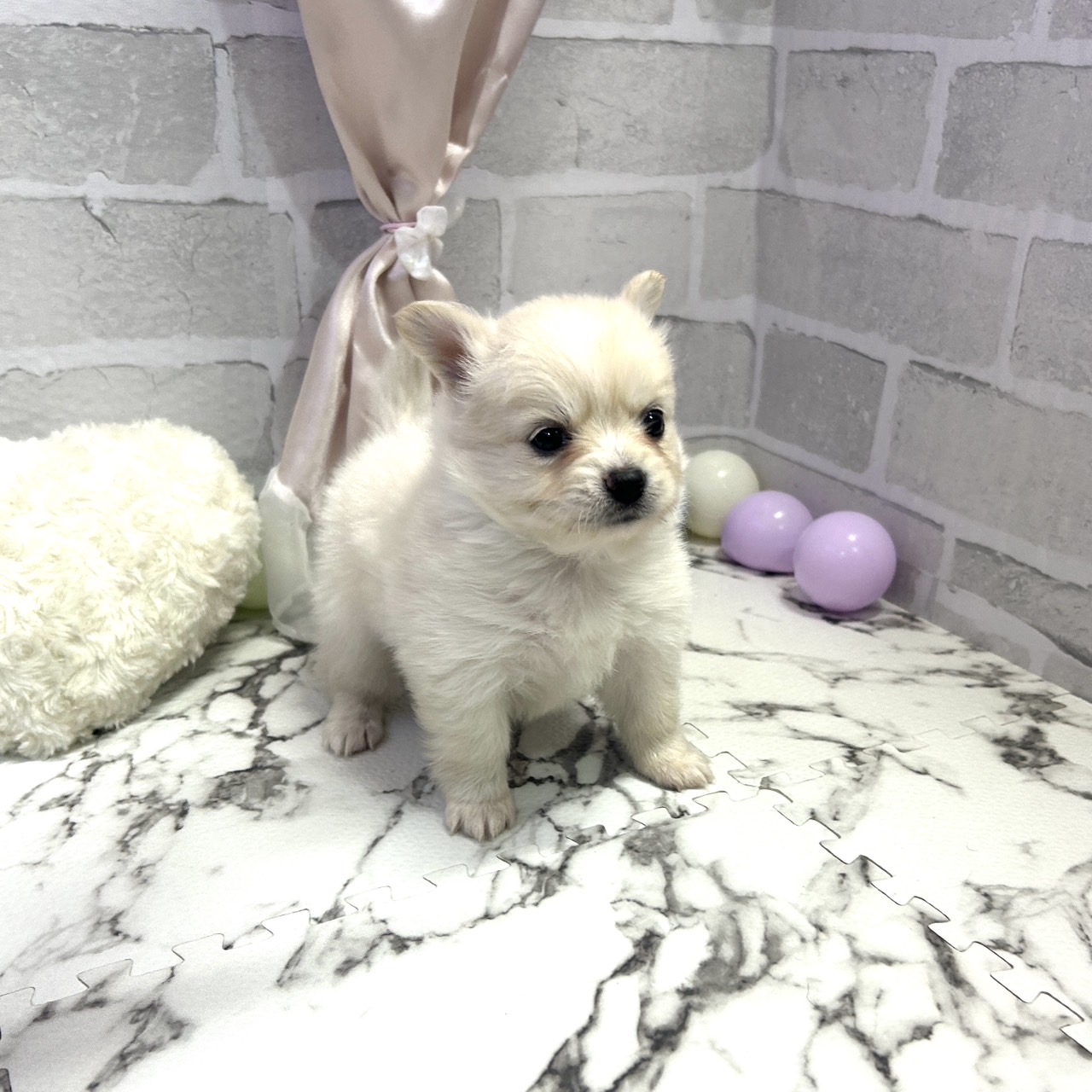 愛知県のポメチワ/チワポメ/ポメチー(ポメラニアン×チワワ) (犬の家＆猫の里岡崎店/2025年9月29日生まれ/女の子/クリーム)の子犬の2枚目の画像