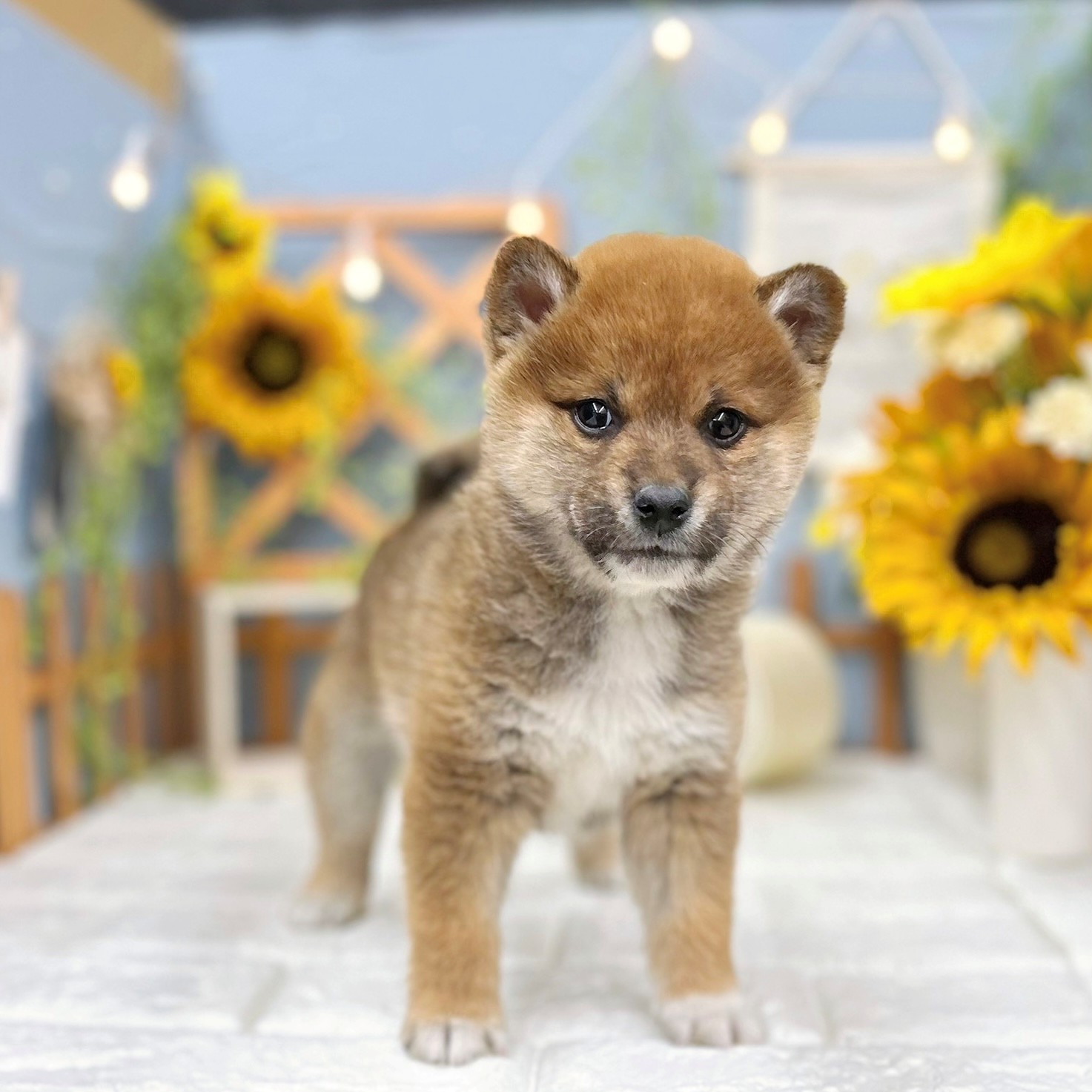 柴犬男の子の写真