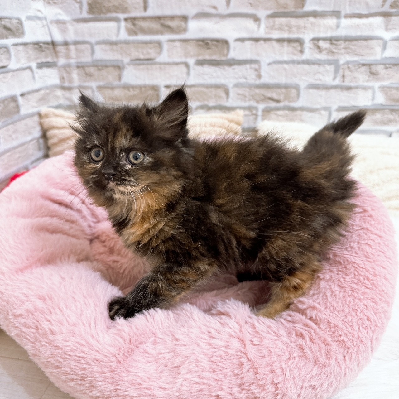 神奈川県のスコティッシュフォールド (犬の家＆猫の里モザイクモール港北店/2025年9月30日生まれ/女の子/トーティー)の子猫の2枚目の画像