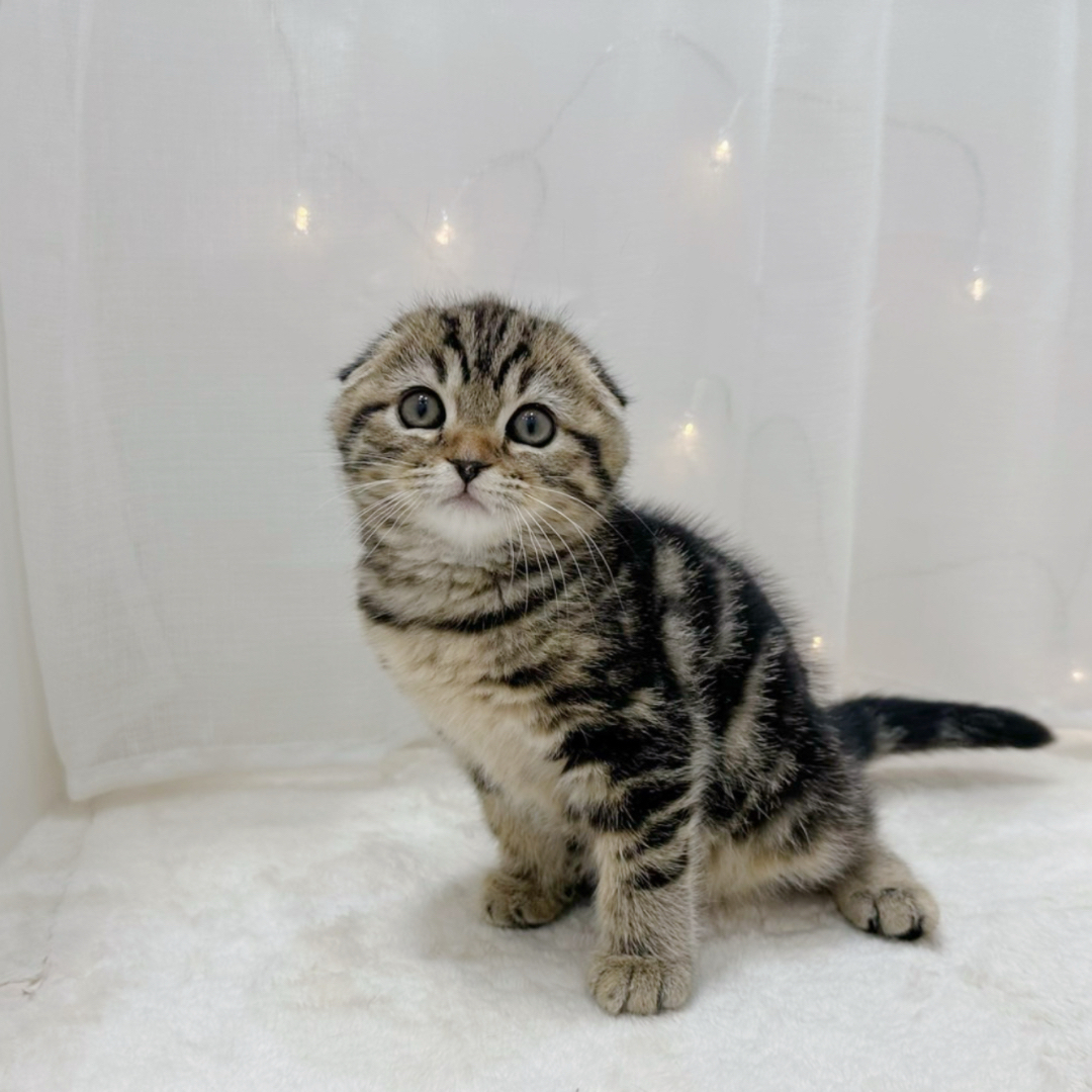 千葉県のスコティッシュフォールド (犬の家＆猫の里BIGHOPガーデンモール印西店/2025年9月30日生まれ/女の子/ブラウンタビー)の子猫の1枚目の画像