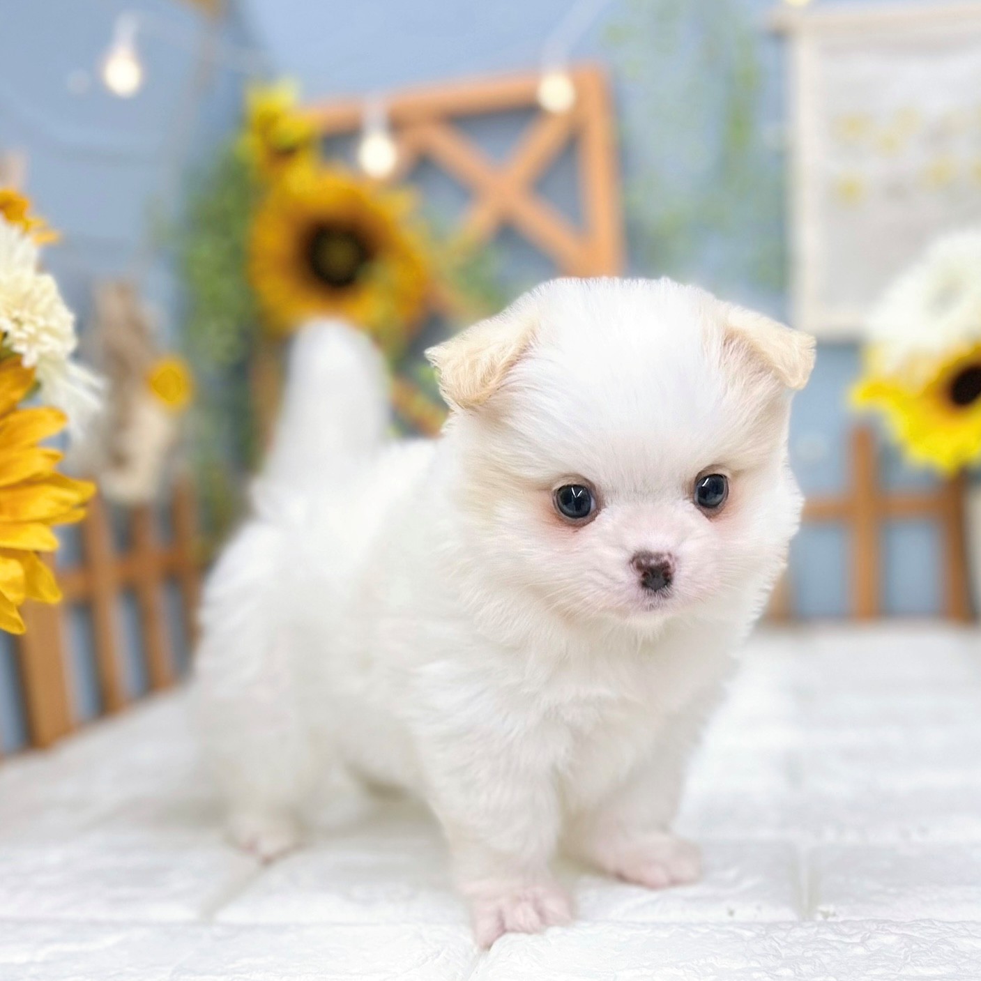 ハーフ犬男の子の写真
