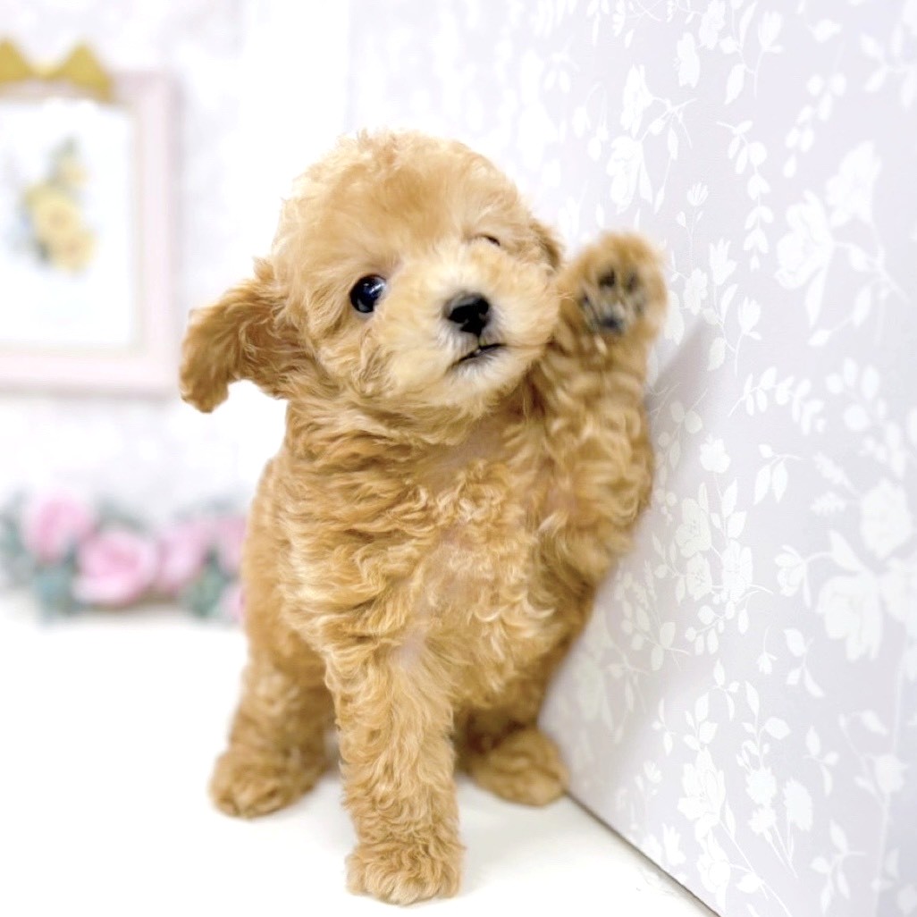富山県のトイプードル(タイニー) (犬の家＆猫の里アミーゴ高岡蓮花寺店/2025年9月23日生まれ/男の子/アプリコット)の子犬の2枚目の画像