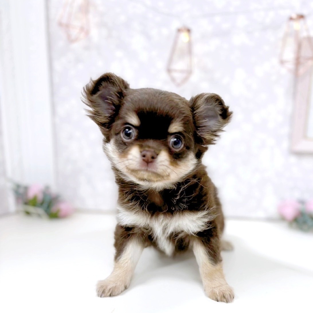 富山県のチワワ(ロング) (犬の家＆猫の里アミーゴ高岡蓮花寺店/2025年9月26日生まれ/女の子/チョコレートタン)の子犬の1枚目の画像