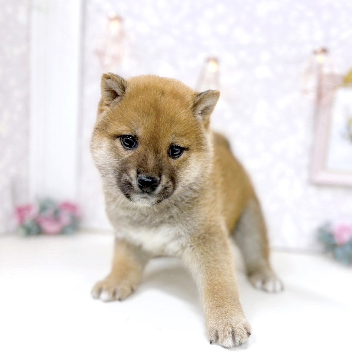富山県の柴犬(標準サイズ) (犬の家＆猫の里アミーゴ高岡蓮花寺店/2025年9月29日生まれ/男の子/赤)の子犬の2枚目の画像