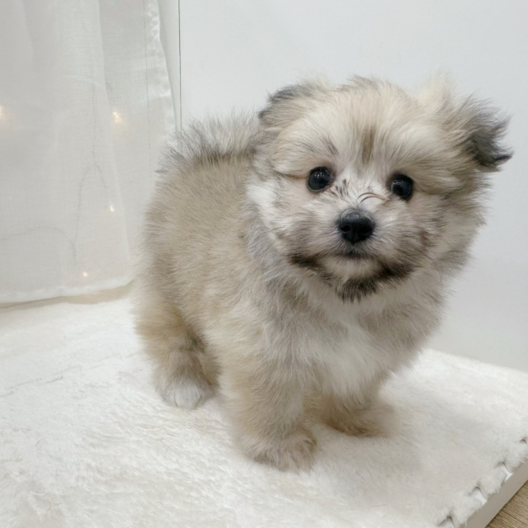 千葉県のポメビション(ポメラニアン×ビションフリーゼ) (犬の家＆猫の里BIGHOPガーデンモール印西店/2025年9月30日生まれ/男の子/オレンジ)の子犬の2枚目の画像