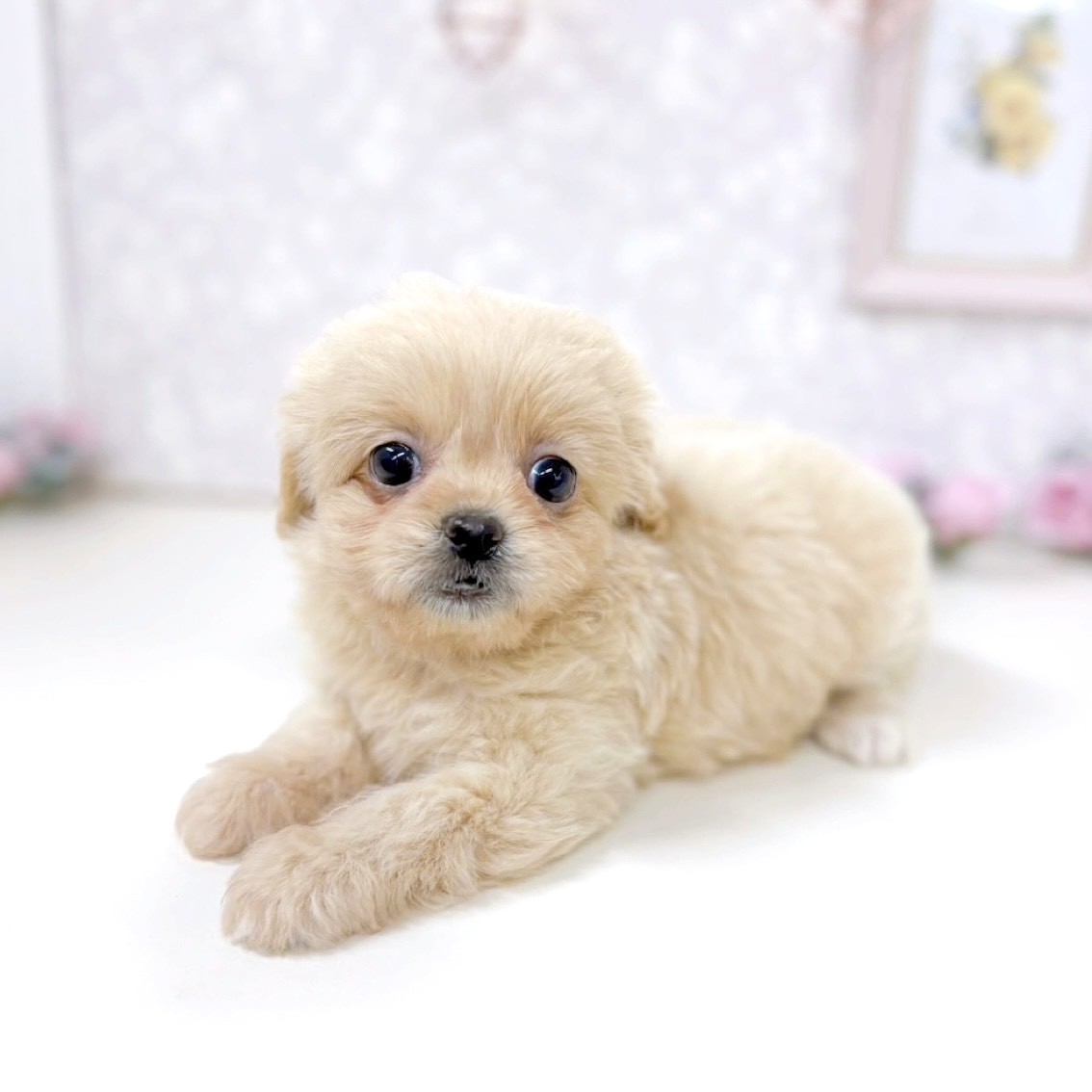 富山県のペキプー(ペキニーズ×プードル) (犬の家＆猫の里アミーゴ高岡蓮花寺店/2025年9月29日生まれ/女の子/クリーム)の子犬の2枚目の画像